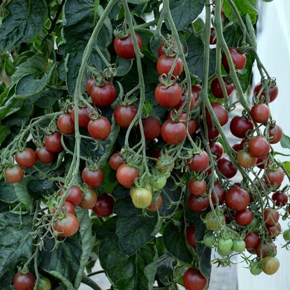 Picture of Tomato Black Opal